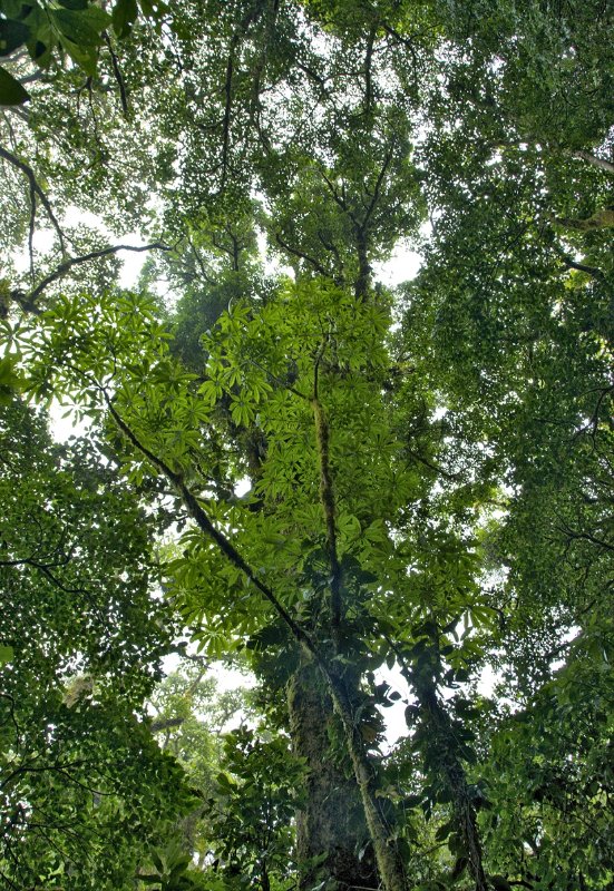 _MG_4971.jpg - Monteverde Cloud Forest