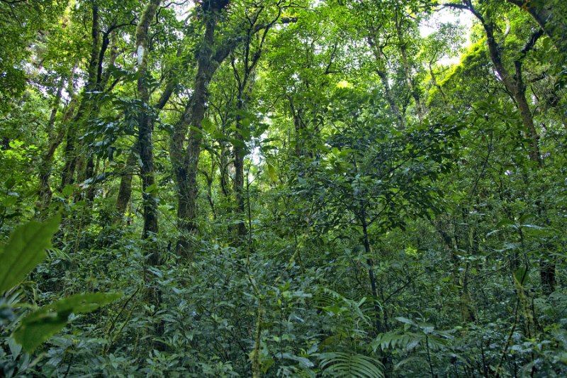 _MG_4980.jpg - Monteverde Cloud Forest