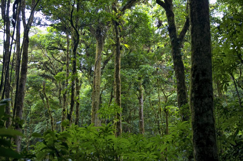 _MG_4986.jpg - Monteverde Cloud Forest