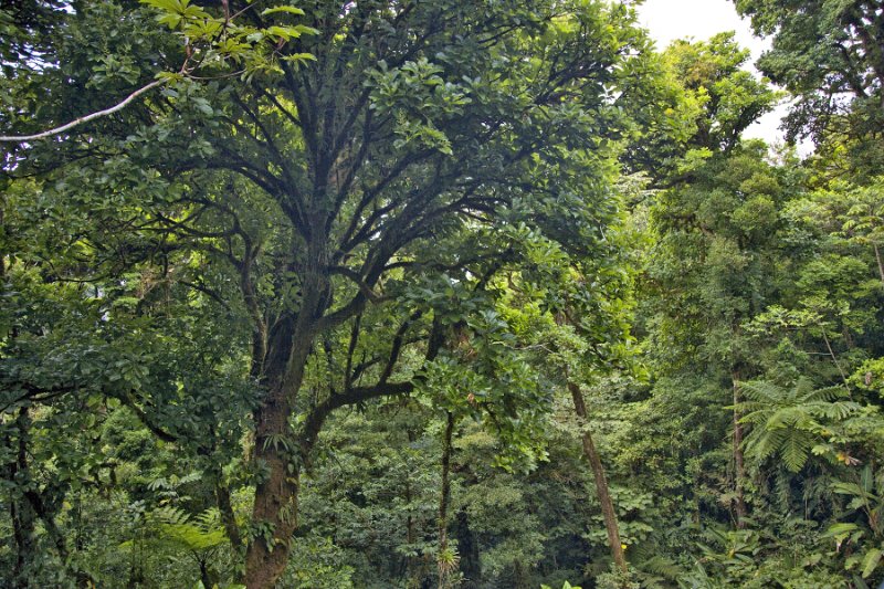 _MG_5014.jpg - Monteverde Cloud Forest