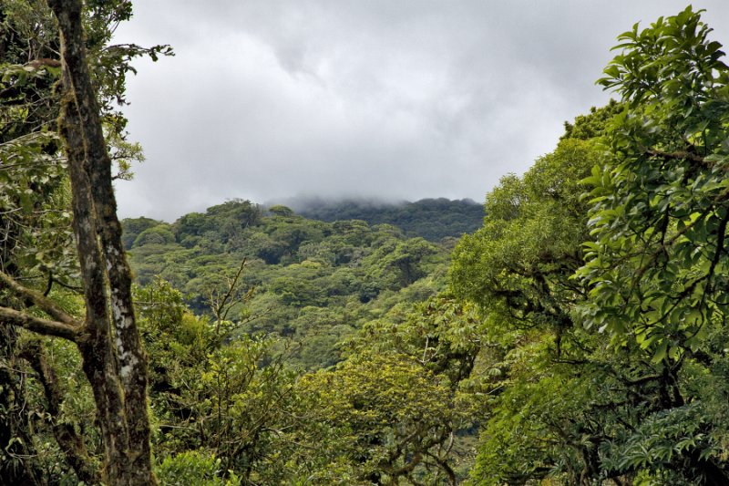 _MG_5020.jpg - Monteverde Cloud Forest