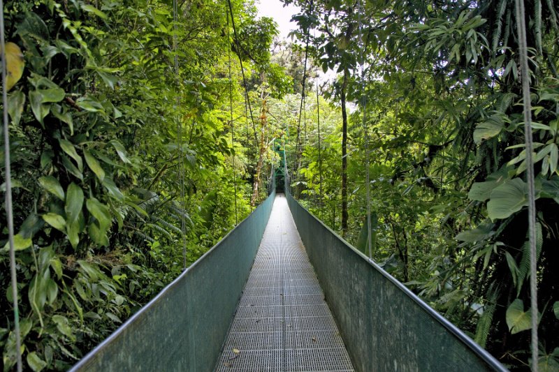 _MG_5024.jpg - Monteverde Cloud Forest