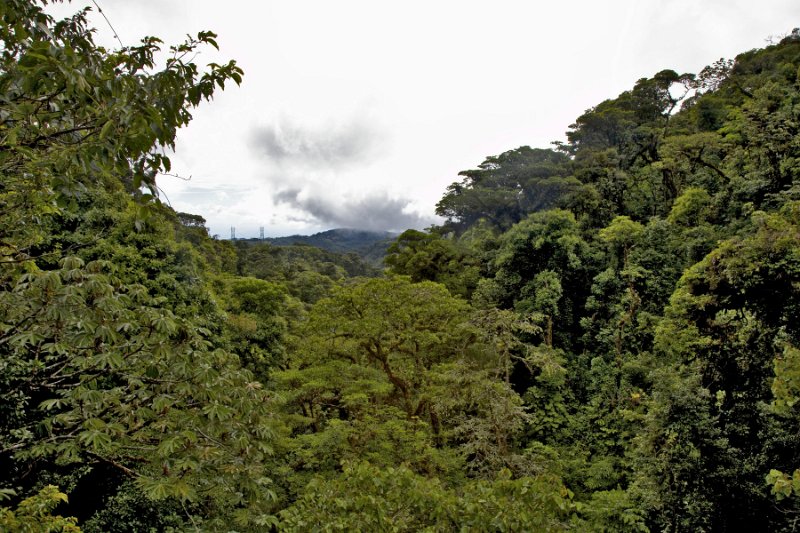 _MG_5032.jpg - Monteverde Cloud Forest