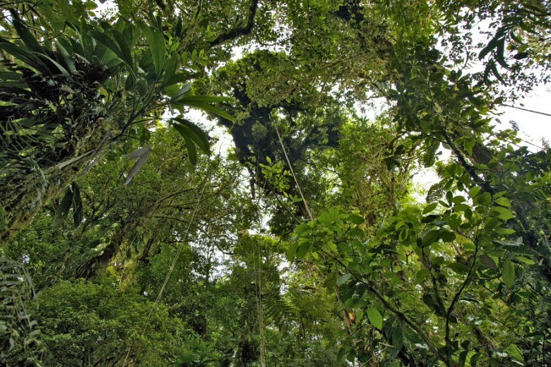 _MG_5047.jpg - Monteverde Cloud Forest