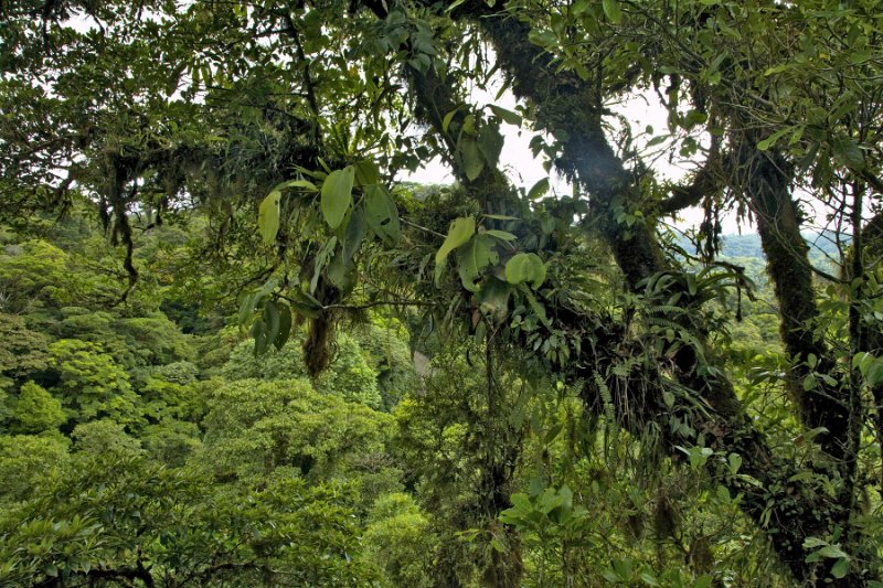_MG_5056.jpg - Monteverde Cloud Forest