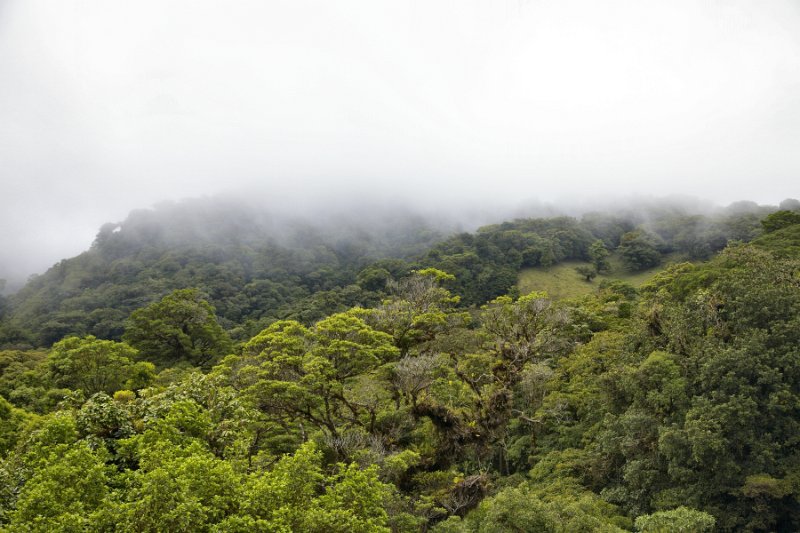 _MG_5075.jpg - Monteverde Cloud Forest