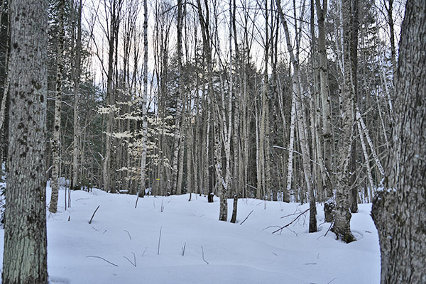 _DSC0122 copy.jpg