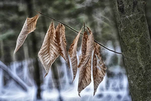 _DSC0153 copy.jpg