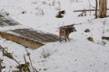 _DSC0193