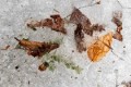 _DSC7941 copy