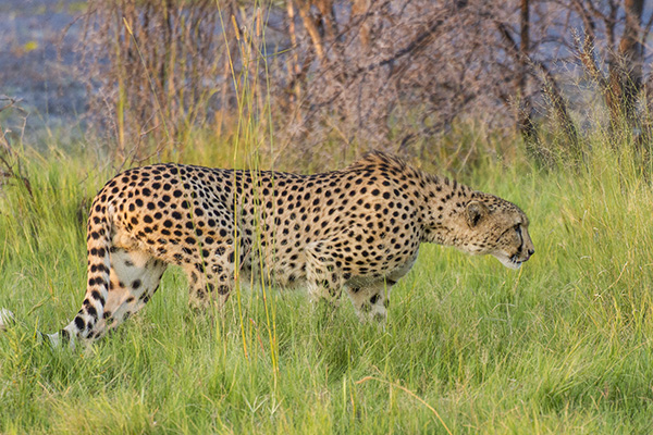 _MG_2533.jpg