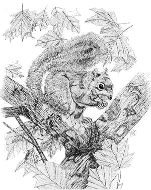 squirl