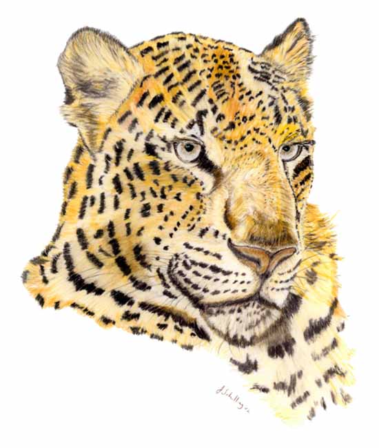 Chinese Leopard