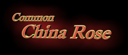 Common China Rose