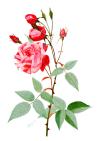Common China Rose