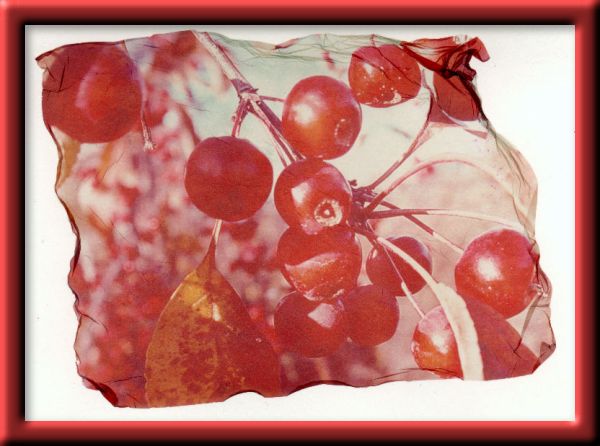 Berries in Fall